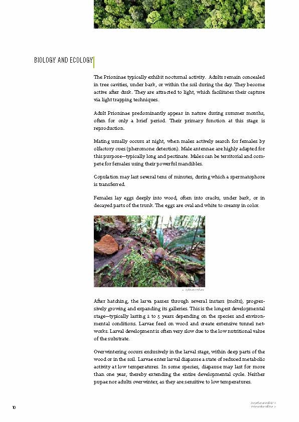 Subfamily Prioninae of the World I