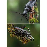 Subfamily Prioninae of the World I