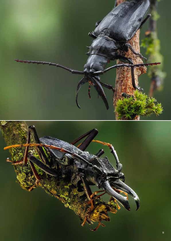 Subfamily Prioninae of the World I