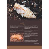 Subfamily Prioninae of the World I