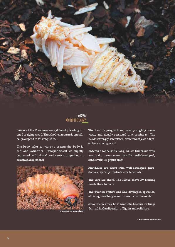 Subfamily Prioninae of the World I