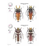 Subfamily Prioninae of the World I