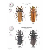 Subfamily Prioninae of the World I