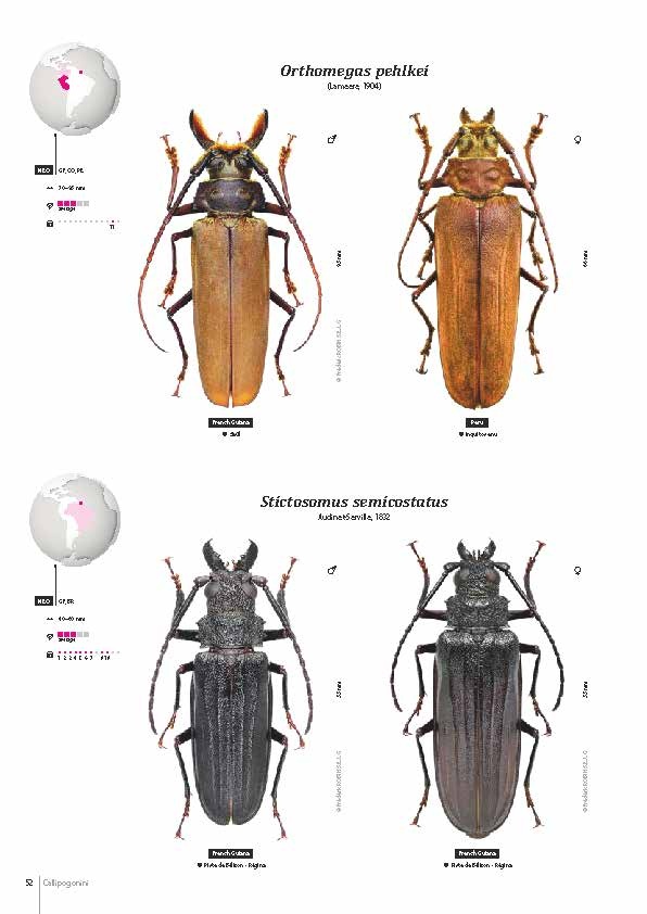 Subfamily Prioninae of the World I