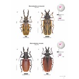 Subfamily Prioninae of the World I