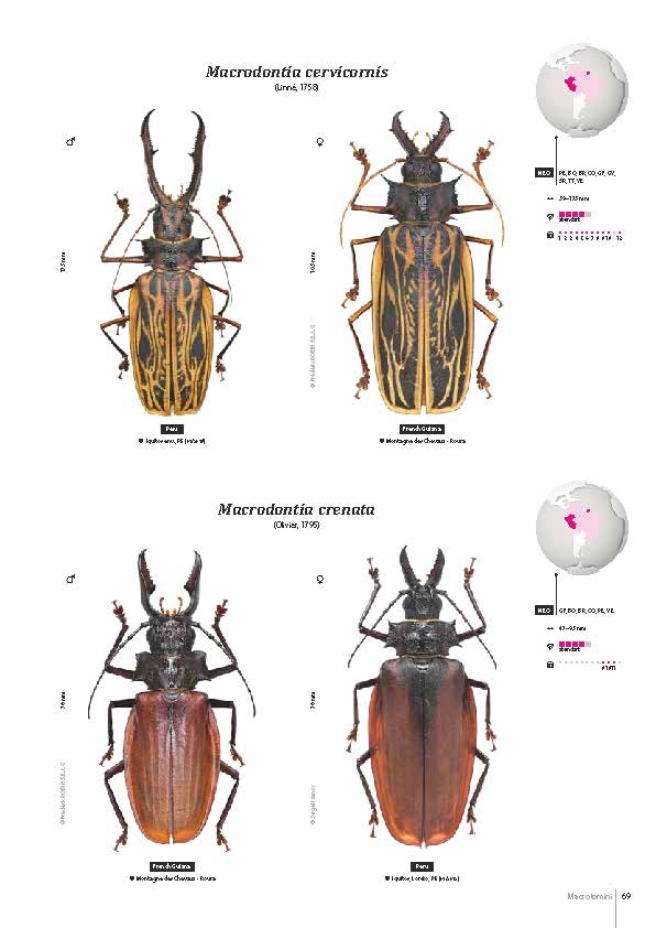 Subfamily Prioninae of the World I