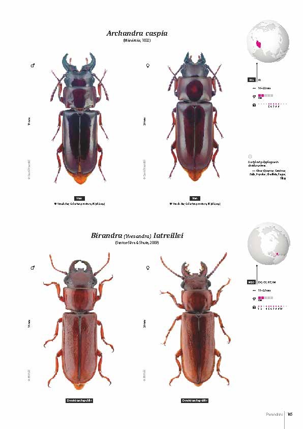Subfamily Prioninae of the World I