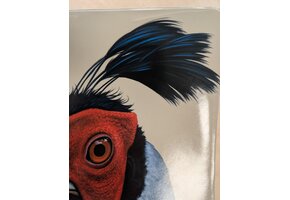 Beschädigte Kopie - Birds of Thailand