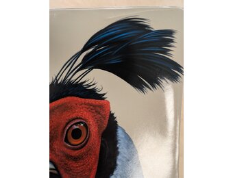 Damaged copy - Birds of Thailand