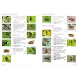 Fotogids Zweefvliegen van NW-Europa