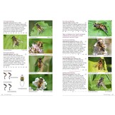 Fotogids Zweefvliegen van NW-Europa