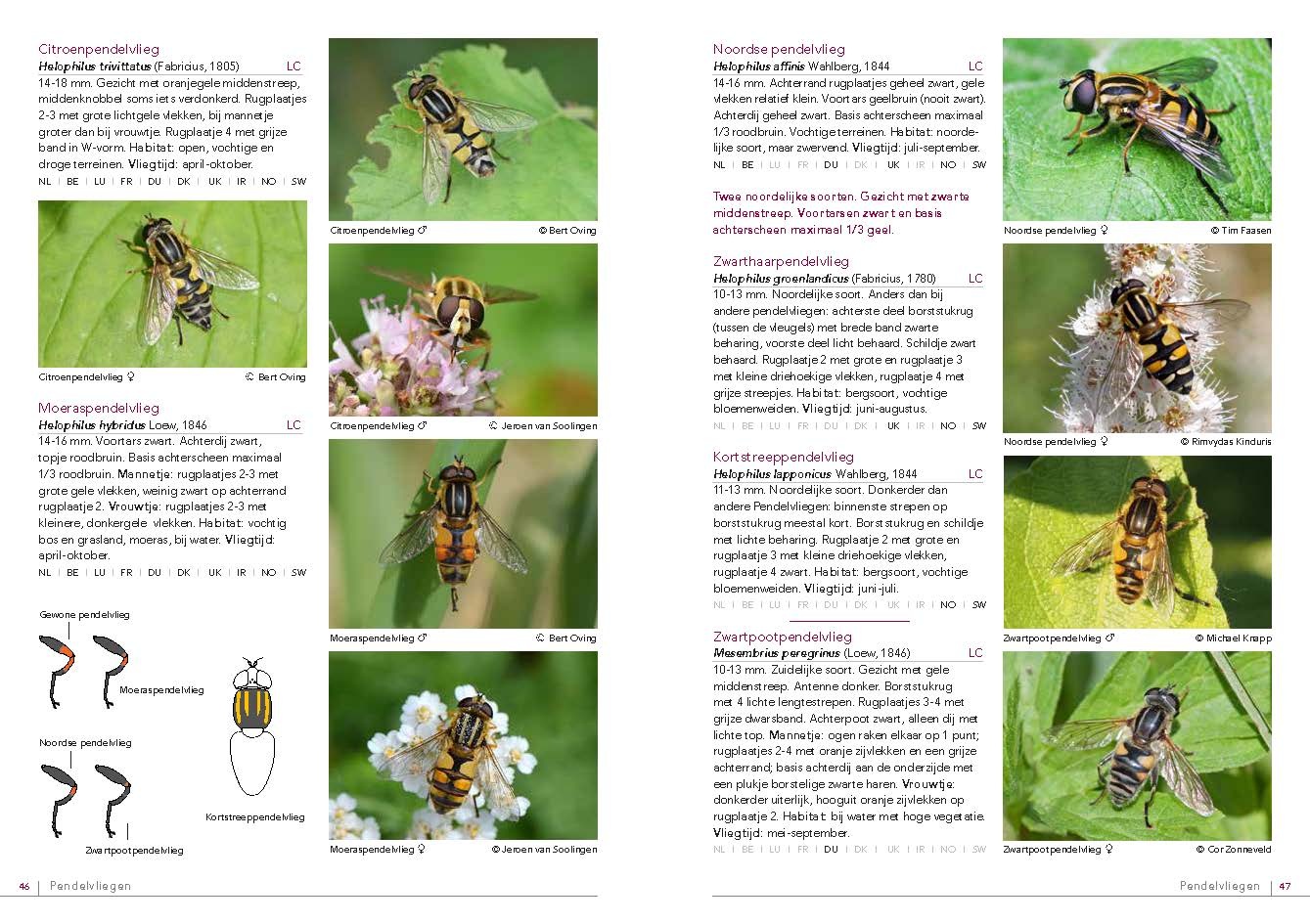 Fotogids Zweefvliegen van NW-Europa