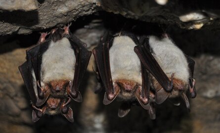 Welke Bat Detector heb ik nodig?