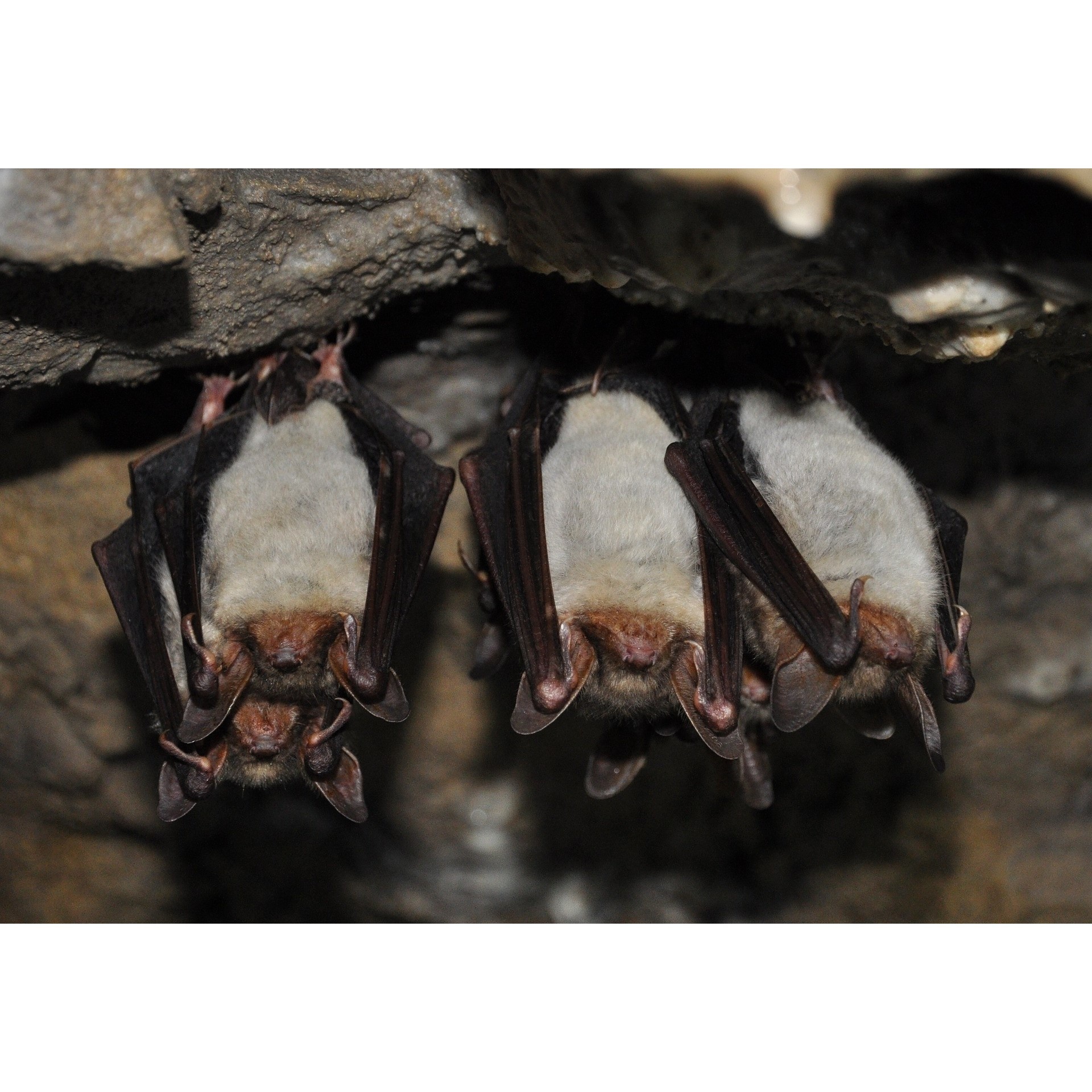 Welke Bat Detector heb ik nodig?