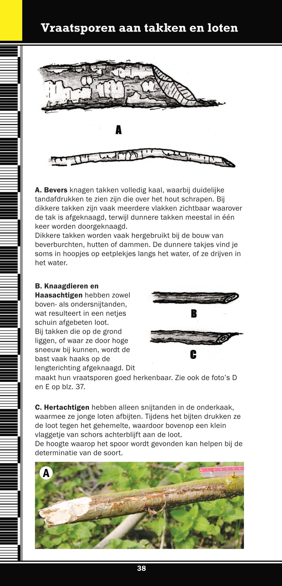 Weylin Veldgids Overige Sporen van West-Europese Dieren
