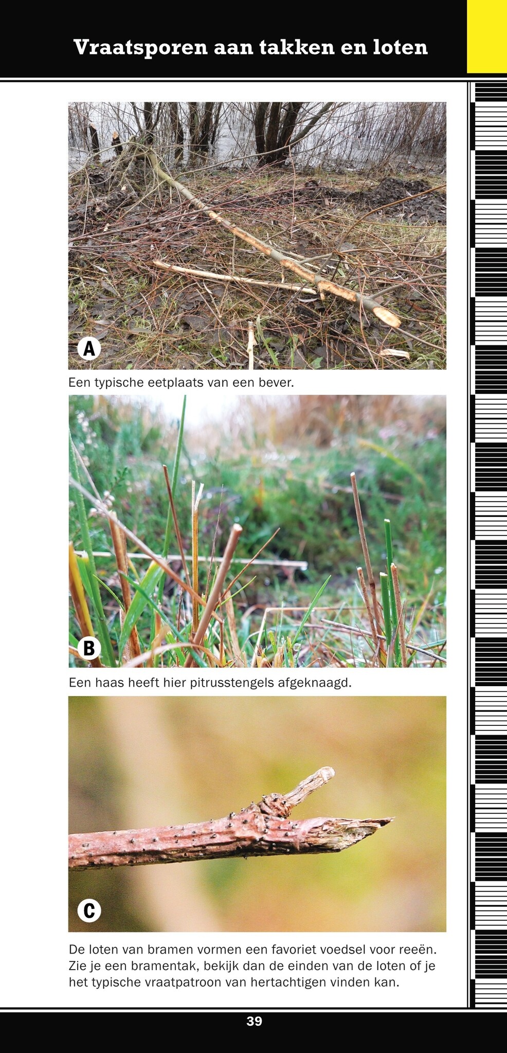 Weylin Veldgids Overige Sporen van West-Europese Dieren