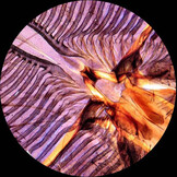 AmScope M162 Serie Monoculaire Microscoop 40x-1000x