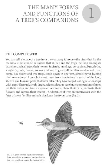 The Hidden Company That Trees Keep - Life from Treetops to Root Tips