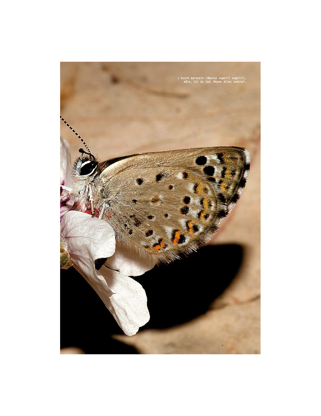 Les Papillons de jour du Maroc - Guide d’identification et de bio-indication