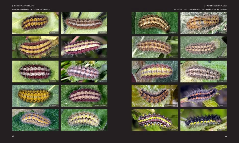 European Butterflies and Zygaenids (20-Volume Set) - Northern and Central Europe Including the Alps - Ecology, Conservation, Habitats, Imagines and Pre-Imaginal Stages