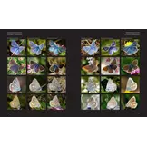 European Butterflies and Zygaenids (20-Volume Set) - Northern and Central Europe Including the Alps - Ecology, Conservation, Habitats, Imagines and Pre-Imaginal Stages