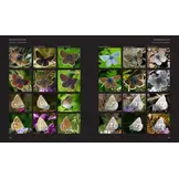 European Butterflies and Zygaenids (20-Volume Set) - Northern and Central Europe Including the Alps - Ecology, Conservation, Habitats, Imagines and Pre-Imaginal Stages