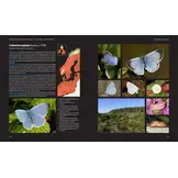 European Butterflies and Zygaenids (20-Volume Set) - Northern and Central Europe Including the Alps - Ecology, Conservation, Habitats, Imagines and Pre-Imaginal Stages