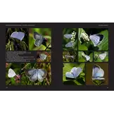 European Butterflies and Zygaenids (20-Volume Set) - Northern and Central Europe Including the Alps - Ecology, Conservation, Habitats, Imagines and Pre-Imaginal Stages