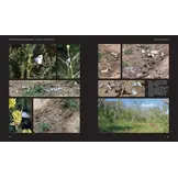 European Butterflies and Zygaenids (20-Volume Set) - Northern and Central Europe Including the Alps - Ecology, Conservation, Habitats, Imagines and Pre-Imaginal Stages