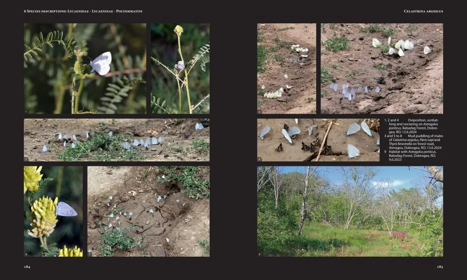 European Butterflies and Zygaenids (20-Volume Set) - Northern and Central Europe Including the Alps - Ecology, Conservation, Habitats, Imagines and Pre-Imaginal Stages