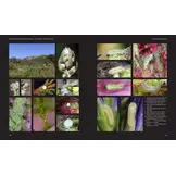 European Butterflies and Zygaenids (20-Volume Set) - Northern and Central Europe Including the Alps - Ecology, Conservation, Habitats, Imagines and Pre-Imaginal Stages