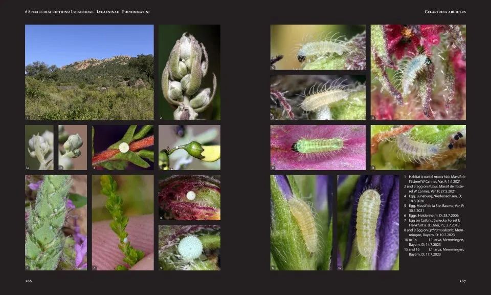 European Butterflies and Zygaenids (20-Volume Set) - Northern and Central Europe Including the Alps - Ecology, Conservation, Habitats, Imagines and Pre-Imaginal Stages