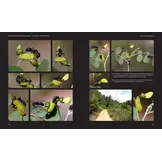 European Butterflies and Zygaenids (20-Volume Set) - Northern and Central Europe Including the Alps - Ecology, Conservation, Habitats, Imagines and Pre-Imaginal Stages