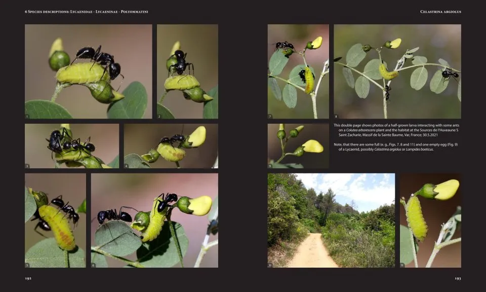 European Butterflies and Zygaenids (20-Volume Set) - Northern and Central Europe Including the Alps - Ecology, Conservation, Habitats, Imagines and Pre-Imaginal Stages