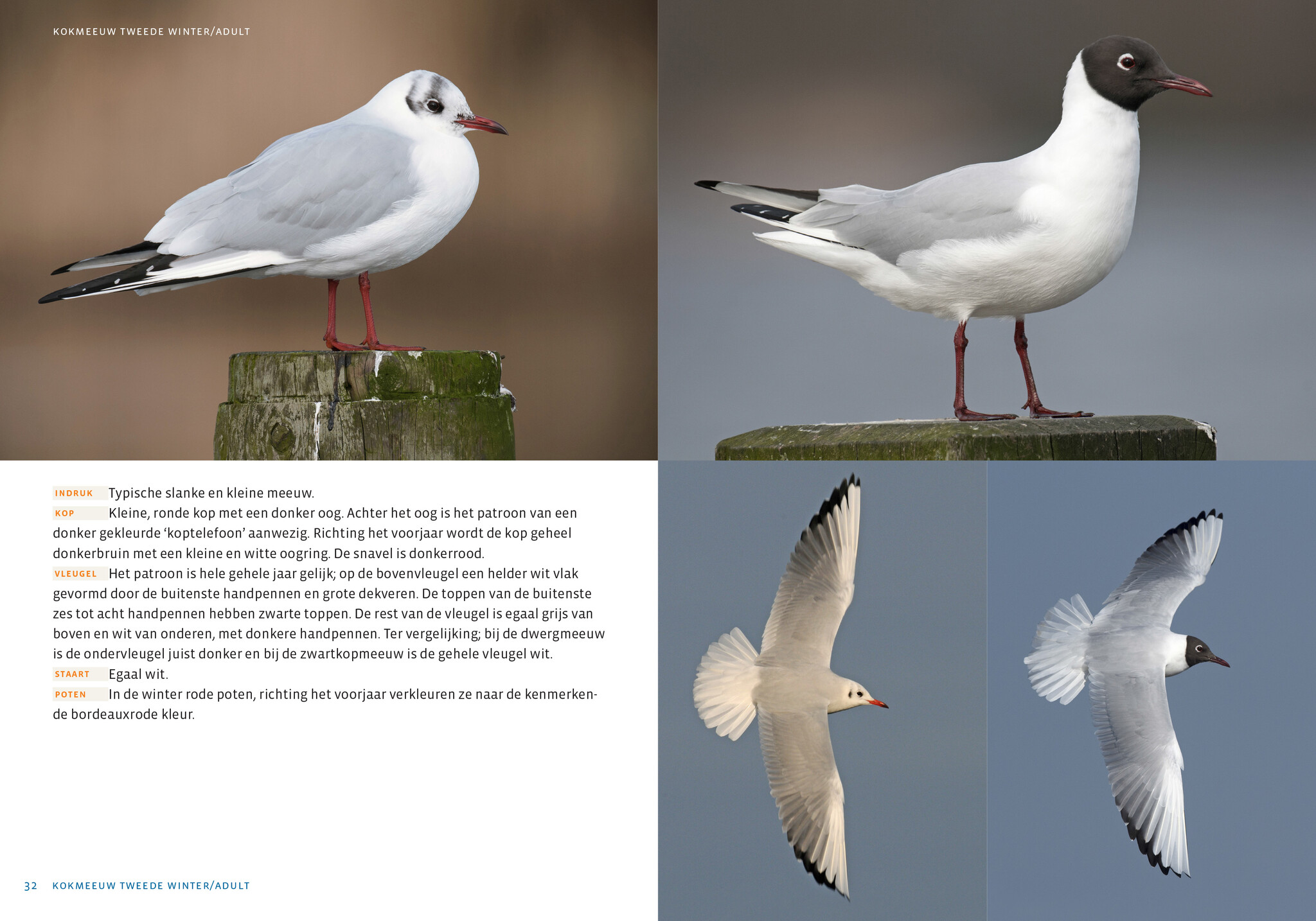 De Nederlandse Meeuwengids