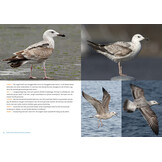 De Nederlandse Meeuwengids