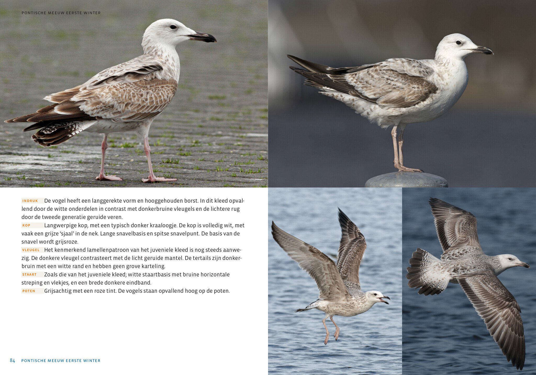 De Nederlandse Meeuwengids