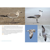 De Nederlandse Meeuwengids