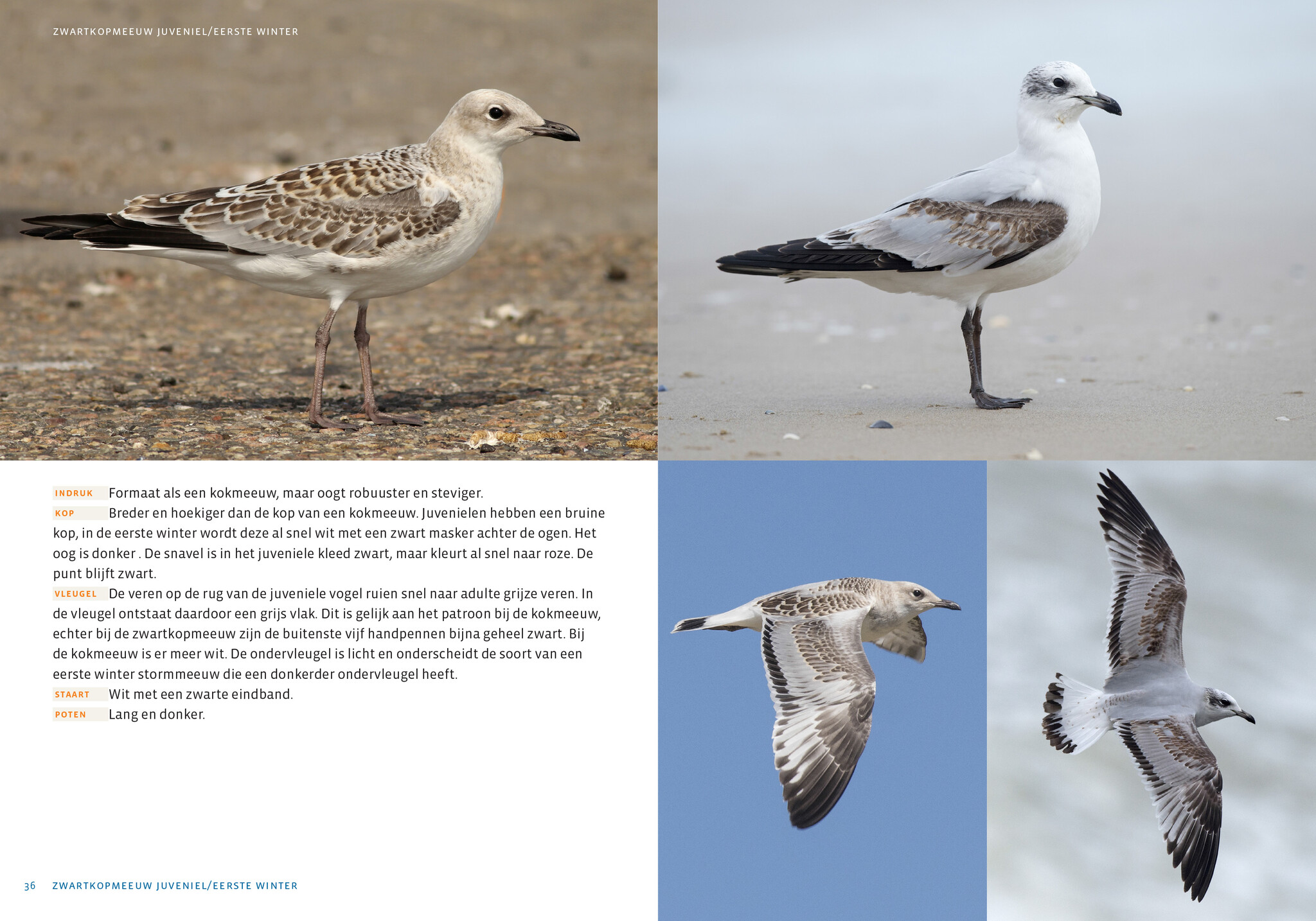 De Nederlandse Meeuwengids