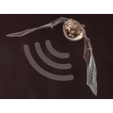 Velleman Ultrasone Vleermuisdetector Soldeerkit