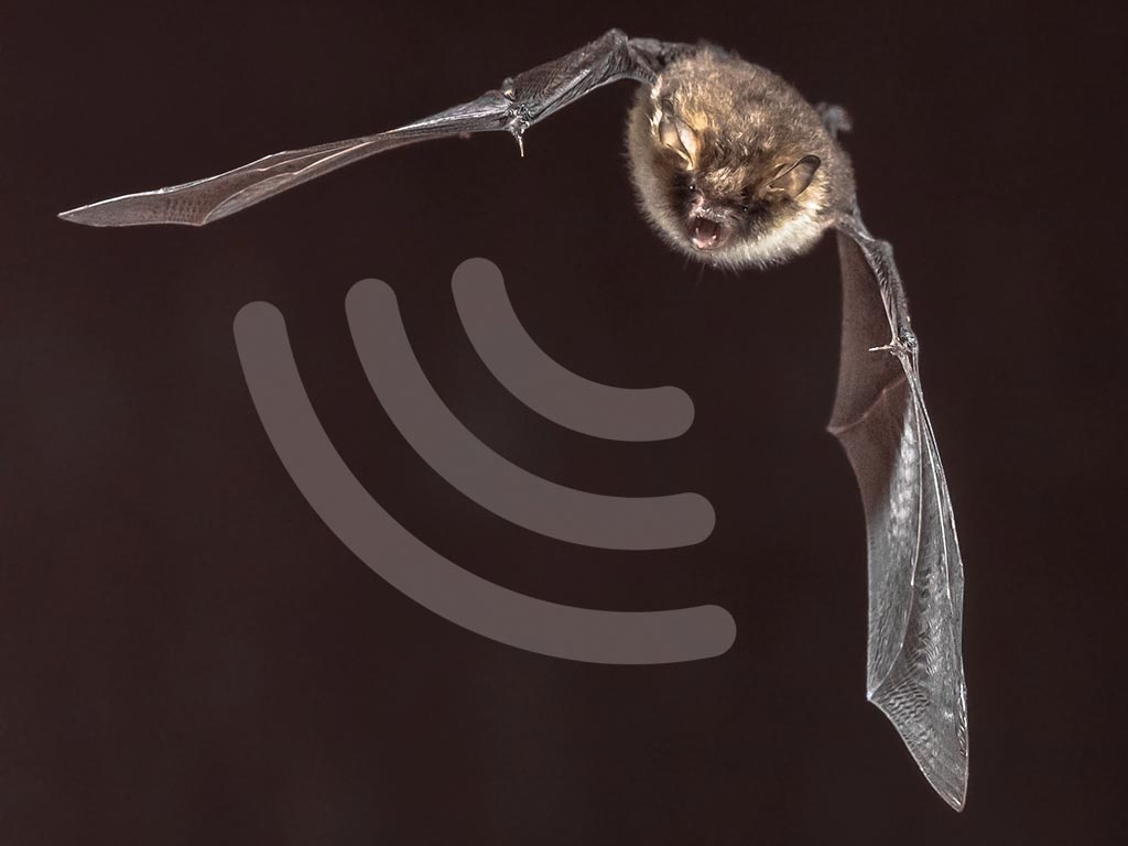 Velleman Ultrasone Vleermuisdetector Soldeerkit