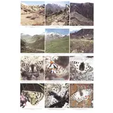 The Butterflies of Kyrgyzstan