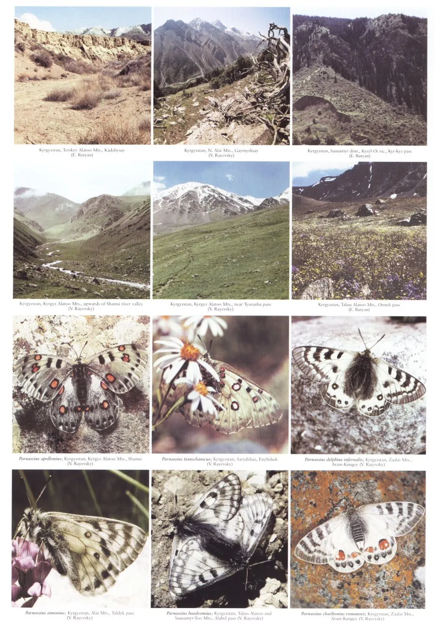 The Butterflies of Kyrgyzstan