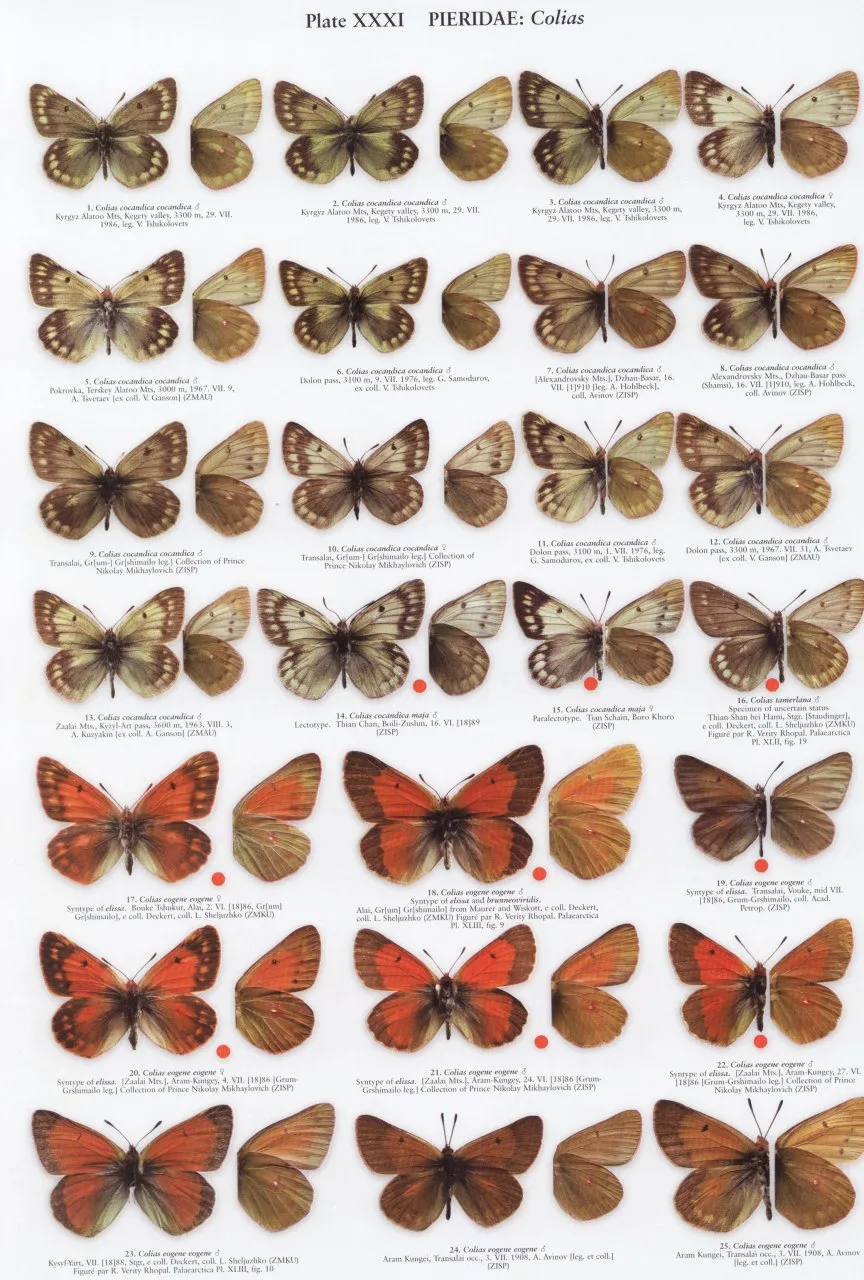 The Butterflies of Kyrgyzstan