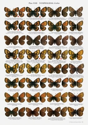 The Butterflies of Mongolia