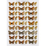 The Butterflies of Mongolia