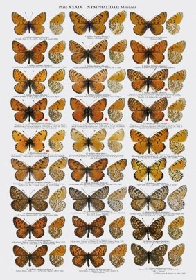 The Butterflies of Mongolia