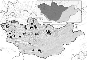 The Butterflies of Mongolia