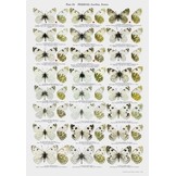 The Butterflies of Altai, Sayans and Tuva (Southern Siberia)