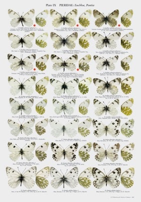 The Butterflies of Altai, Sayans and Tuva (Southern Siberia)